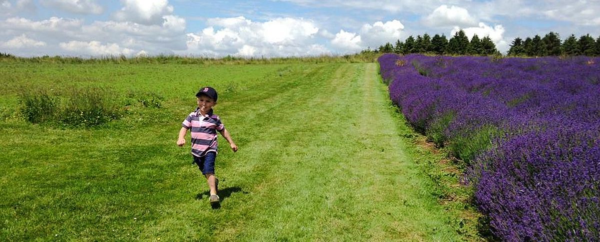 Sally-Anne Guibert took this picture of a carefree child at Cotswold Lavender at Snowshill.